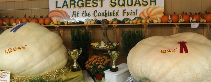 rs ch pumpkin rs ch pumpkin