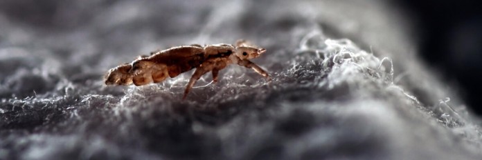 headlice head lice