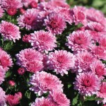 purple mums