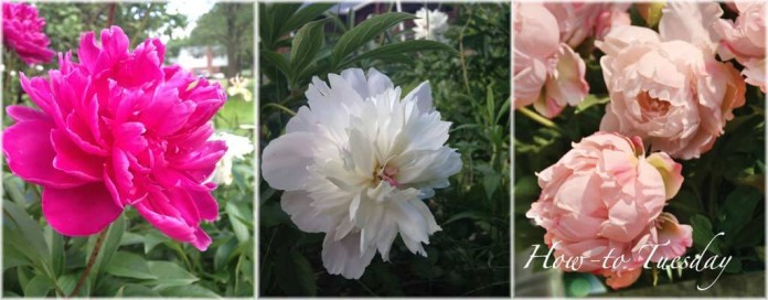 peonies dark pink, white and light pink peonies