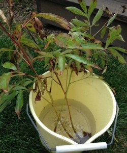 divided peonies soaking in bucket