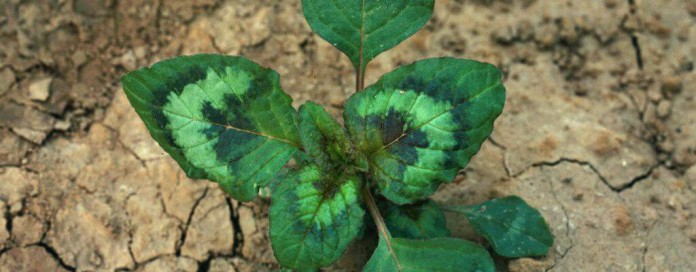pigweed