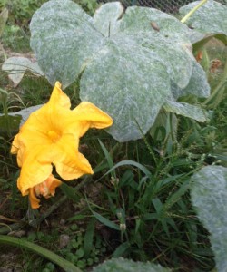 powdery mildew on pumpkin leaves