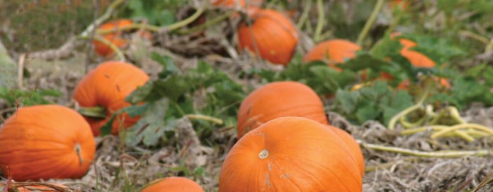 pumpkin patch pumpkin patch
