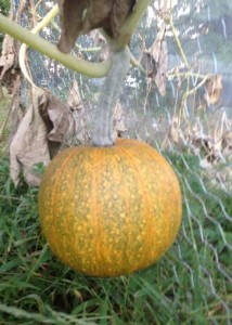 Pumpkin on unpruned vine