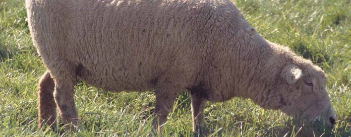 sheep grazing sheep grazing