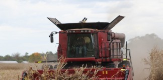 Corn harvest