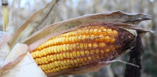 Ear of corn