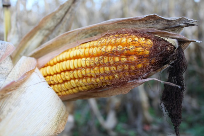 Corn ear Ear of corn