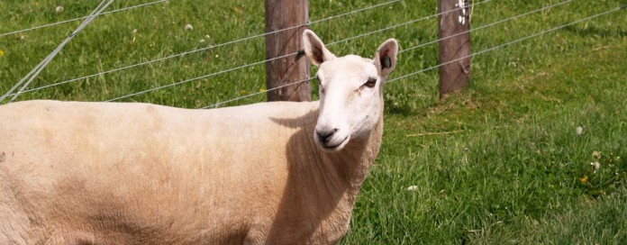 Dorset sheep Dorset sheep