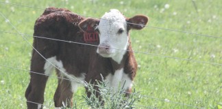 Hereford calf