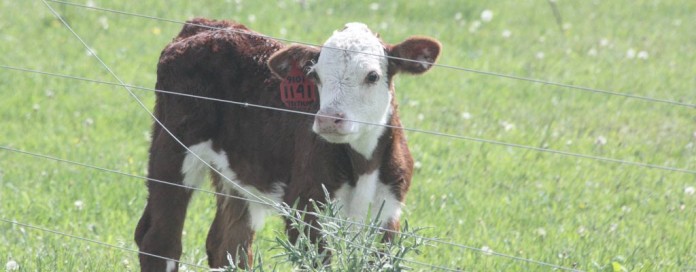 Hereford calf Hereford calf