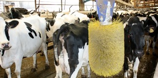 Holstein dairy cattle in barn