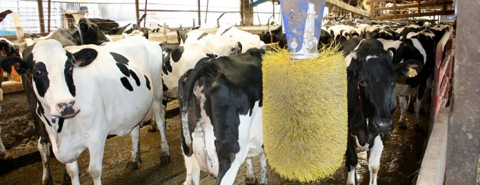 Holstein dairy cattle in barn Holstein dairy cattle in barn