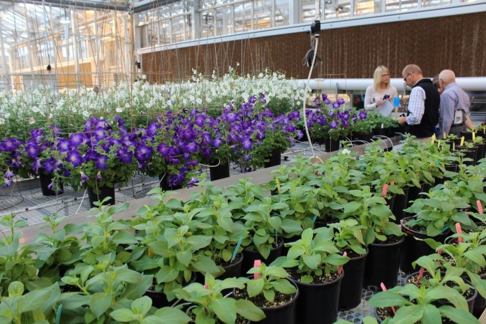 Indoor flowering Greenhouse