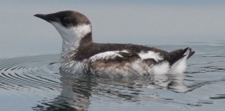 Marbled Murrelet