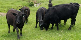 Angus cattle grazing