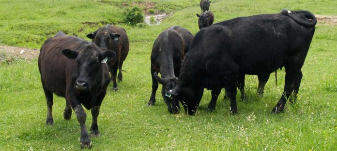 Angus cattle grazing Angus cattle grazing