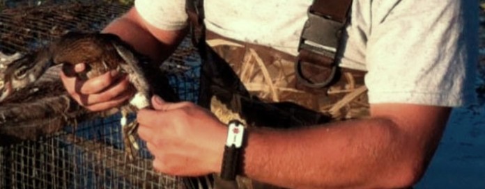 banded wood duck banded wood duck