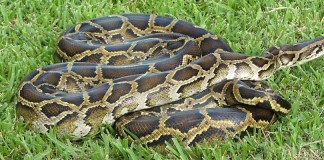 Burmese Python