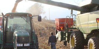 corn harvest