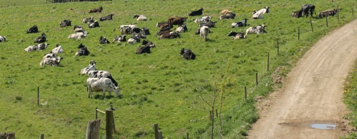 dairy cows on pasture Holstein dairy cows on pasture