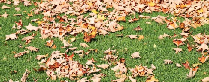 fall leaves on grass fall leaves on grass