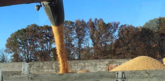 harvesting and pouring corn