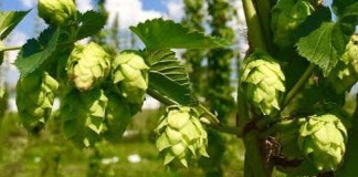 hops plant