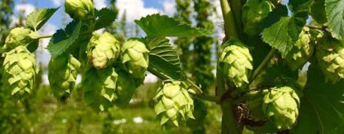 hops plant hops plant