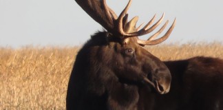 moose