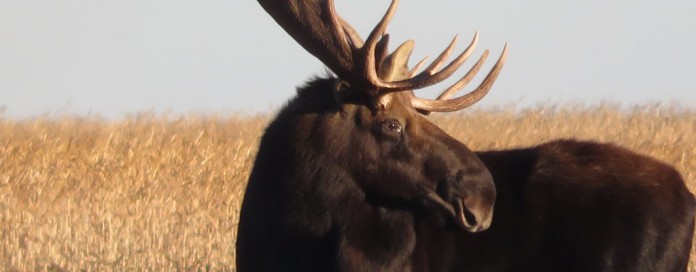 moose moose