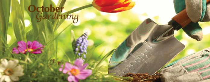 October gardening flowers and trowel