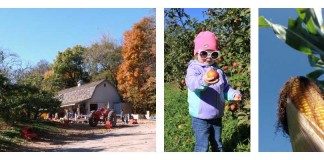 apple orchard, toddler picking apples and ear of corn on stalk