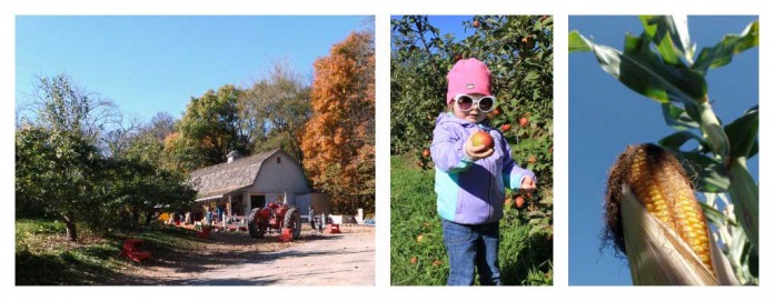 orchard collage apple orchard, toddler picking apples and ear of corn on stalk
