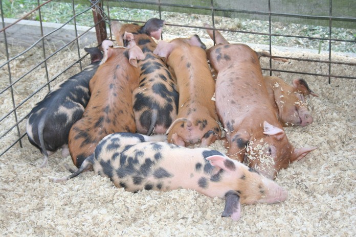 pile of pigs