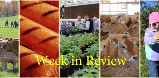 Week in Review 10/31