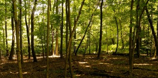 Clean Ohio Fund easement for woods