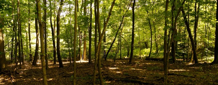 Clean Ohio Fund easement Clean Ohio Fund easement for woods