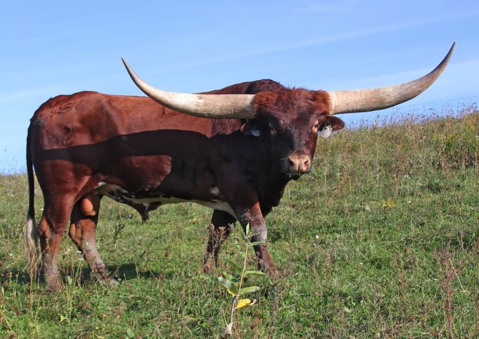 Dickinson bull Champion bull