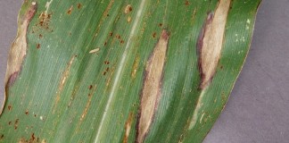 Northern leaf blight in corn