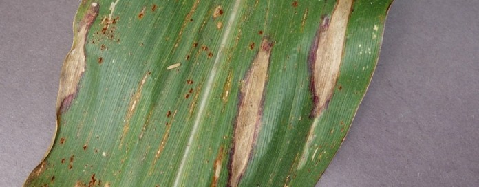 Northern leaf blight in corn Northern leaf blight in corn