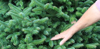 Christmas tree