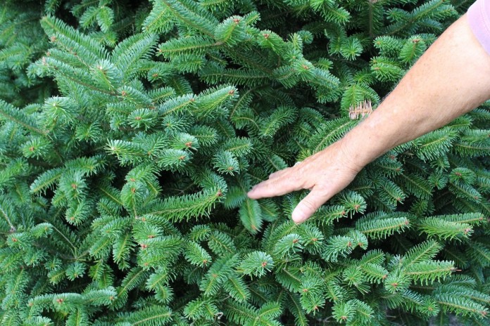 Pine tree hand show 1 Christmas tree