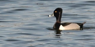 ring-necked duck