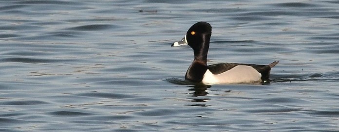 Ring-Necked Duck_Male ring-necked duck