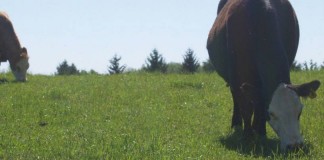 beef cattle on pasture