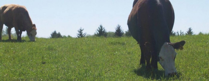 beef cattle on pasture beef cattle on pasture