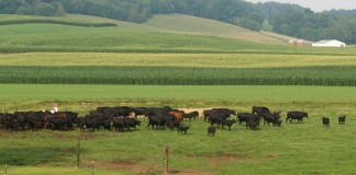 beef cattle on pasture