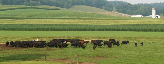 beef cattle on pasture beef cattle on pasture